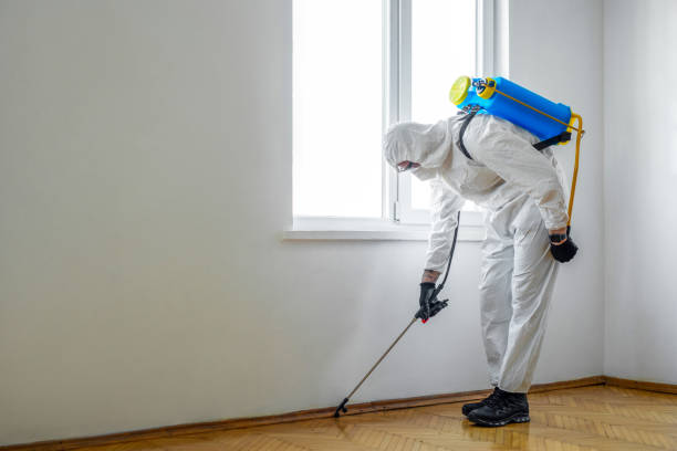 Reliable Olean, NY Pest control Solutions